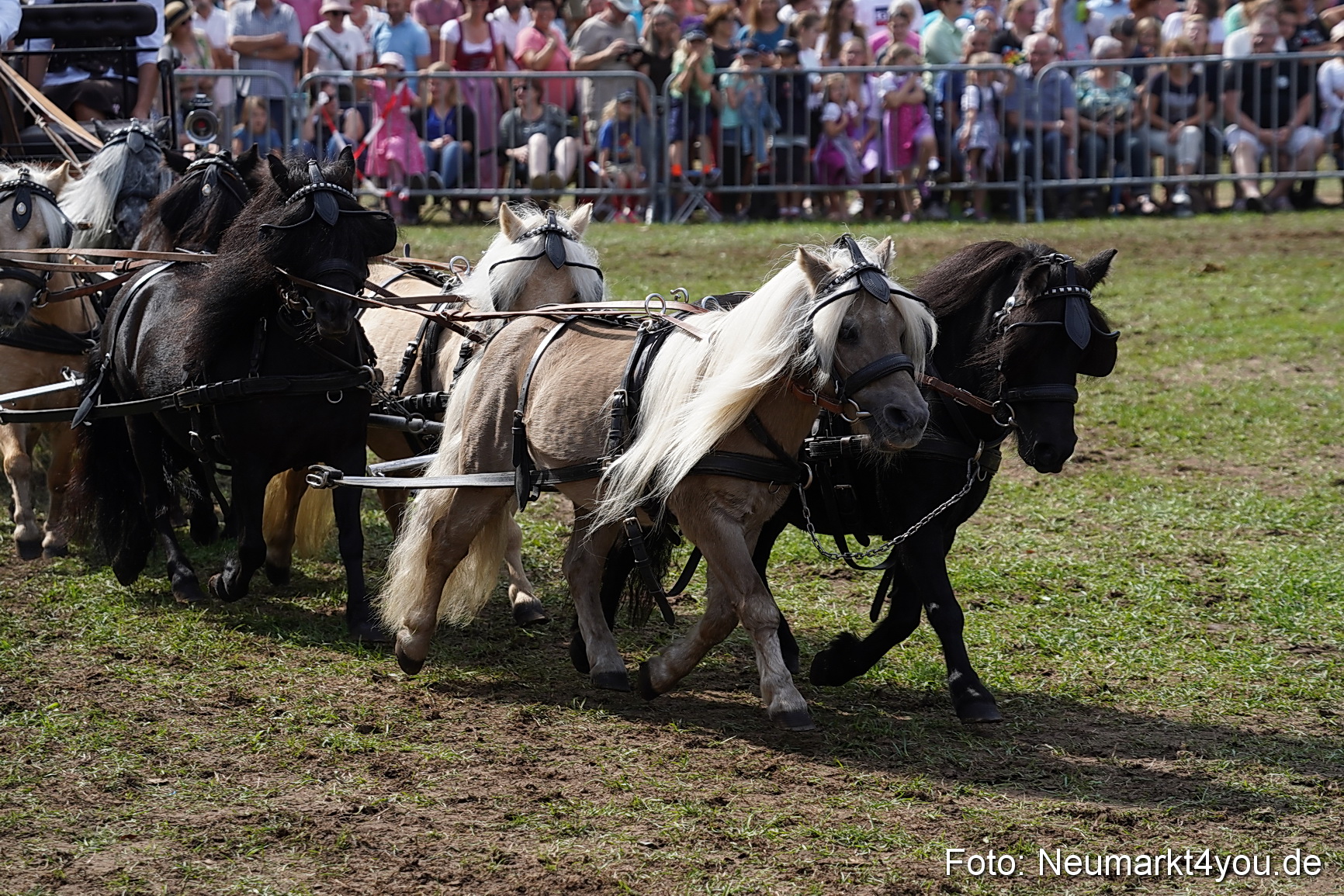 Pferde und Fohlenschau 2022 0288 